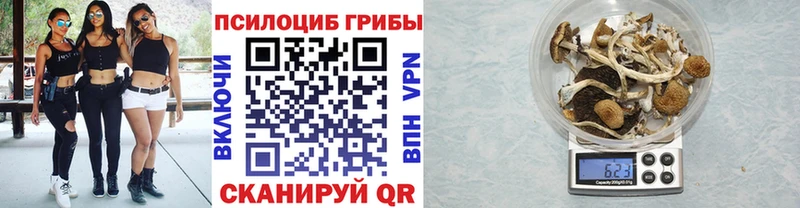 Псилоцибиновые грибы Psilocybine cubensis купить наркотик Белокуриха